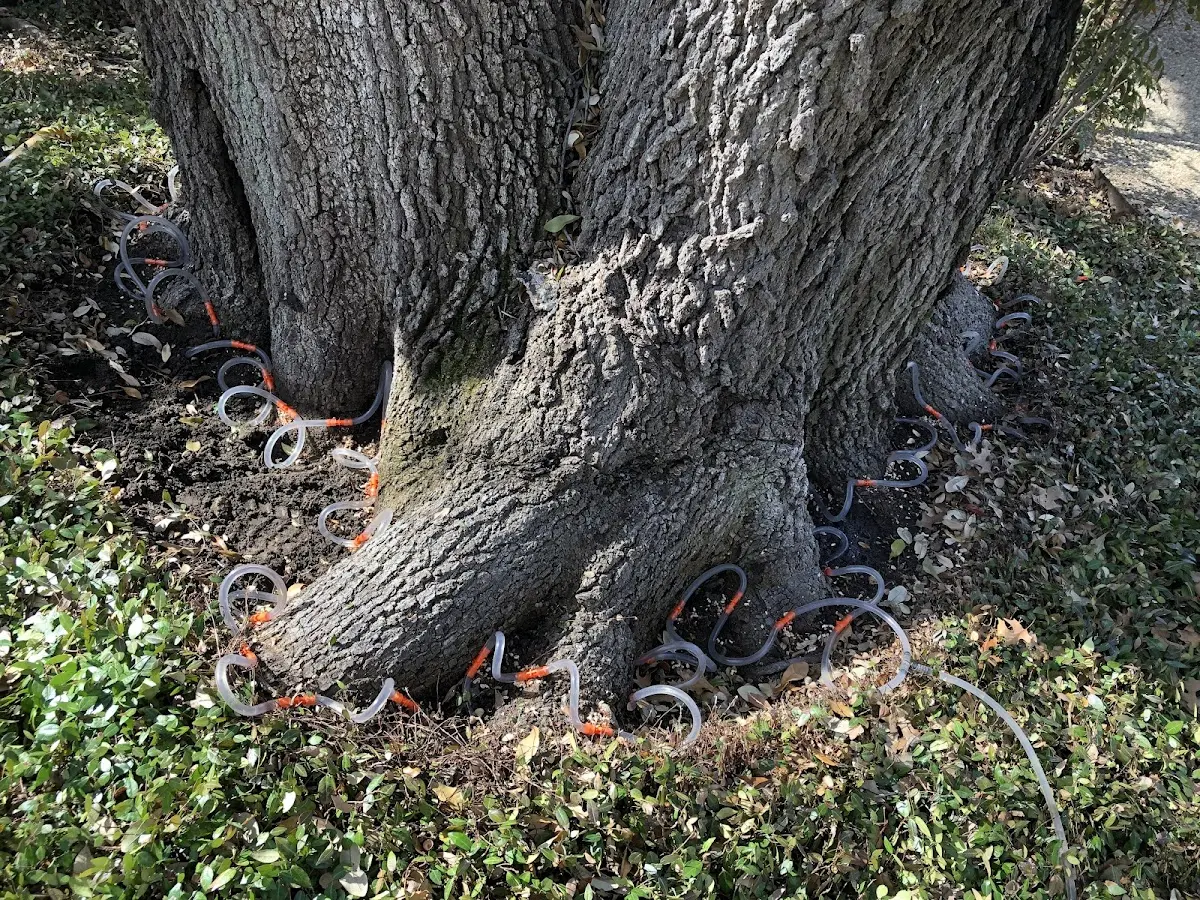 Detailed Tree Cabling and Bracing job site in Hayfield