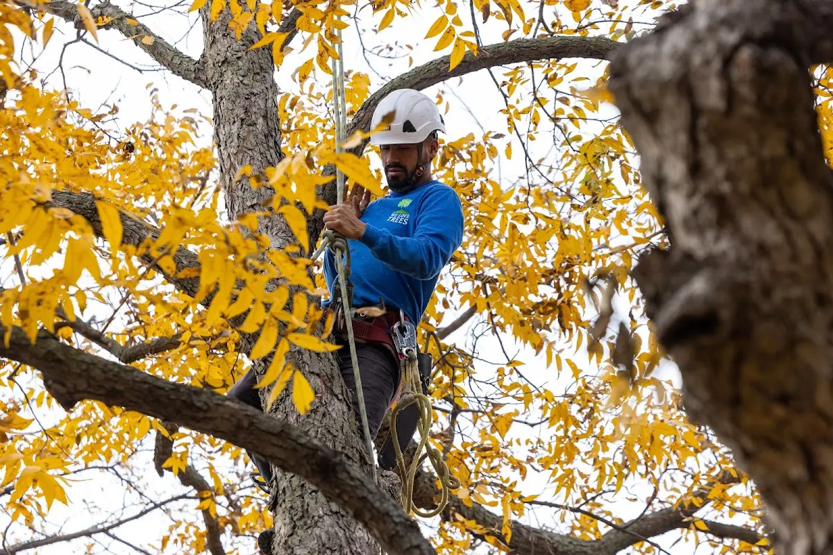 Skilled Tree Trimming crew working in Hayfield